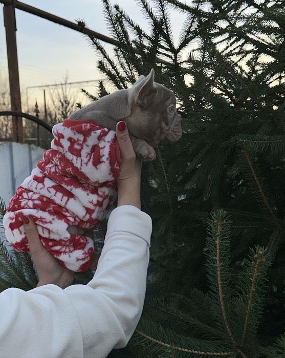 Новотипний міні хлопчик