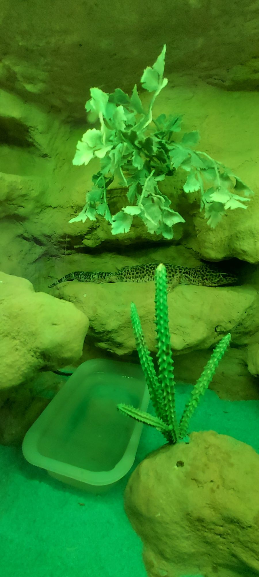 Sprzedam terrarium z parką gekonów