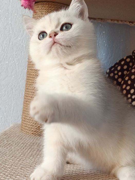 Няшний хлопчик вільний