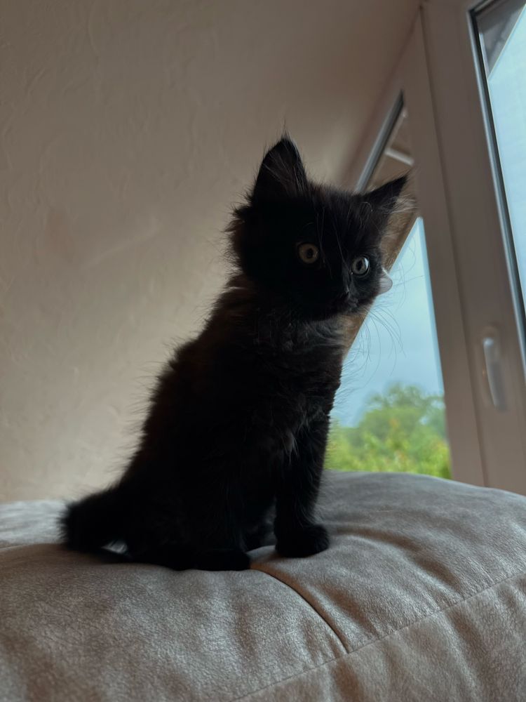 котик в хороші ручки