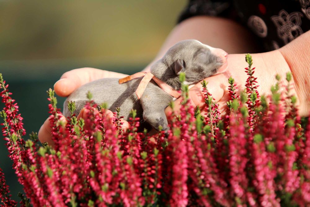 WhippetChart angielski ZKwP/FCI zjawiskowy RAFI o ekskluzywnym kolorze