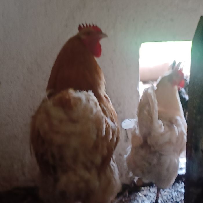 Sprzedam  koguta  orpintona