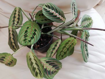 Maranta Leuconeura Fascinator Tricolor - dorosła roślina