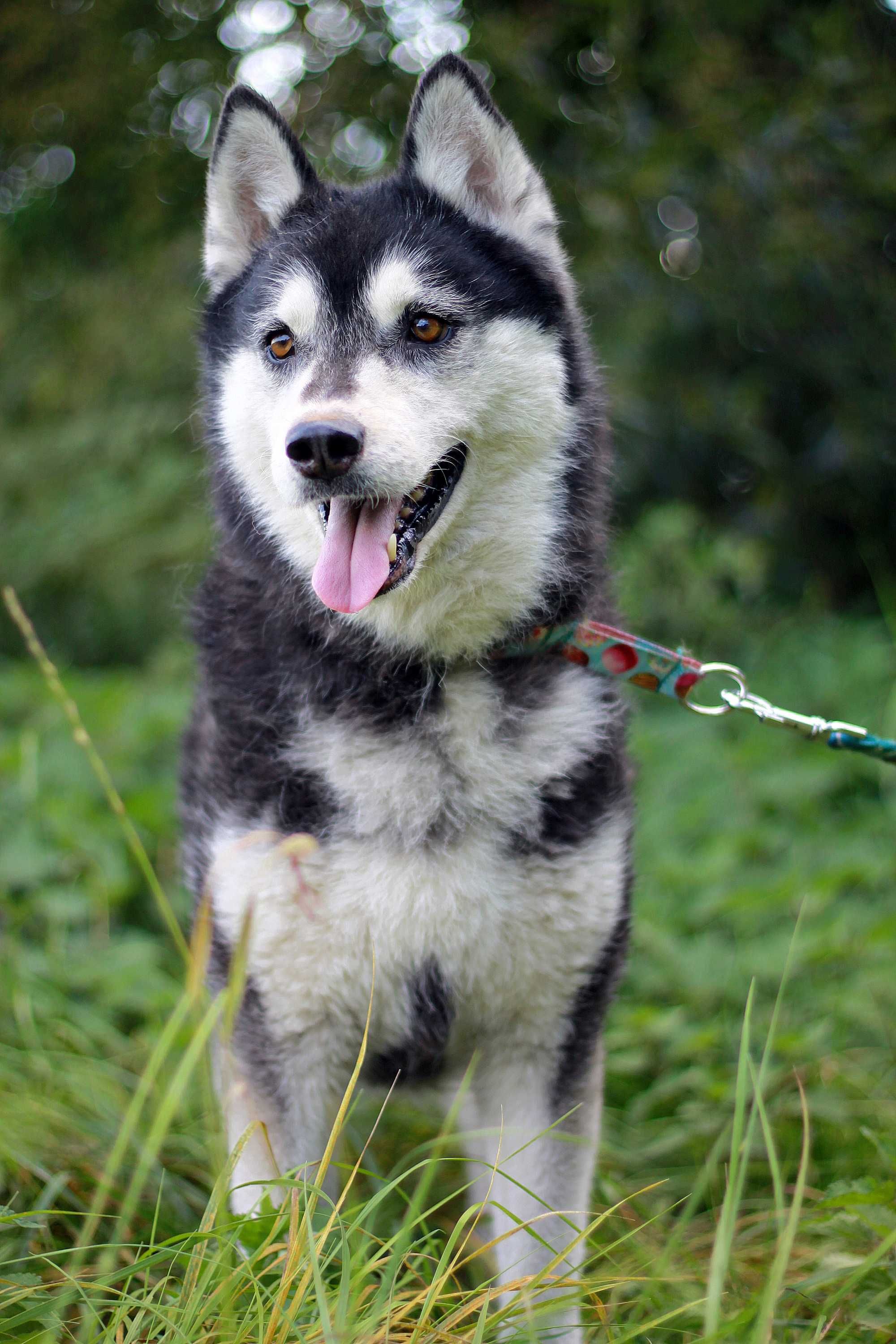 Kochana, przyjazna czarnulka, suczka husky szuka domu