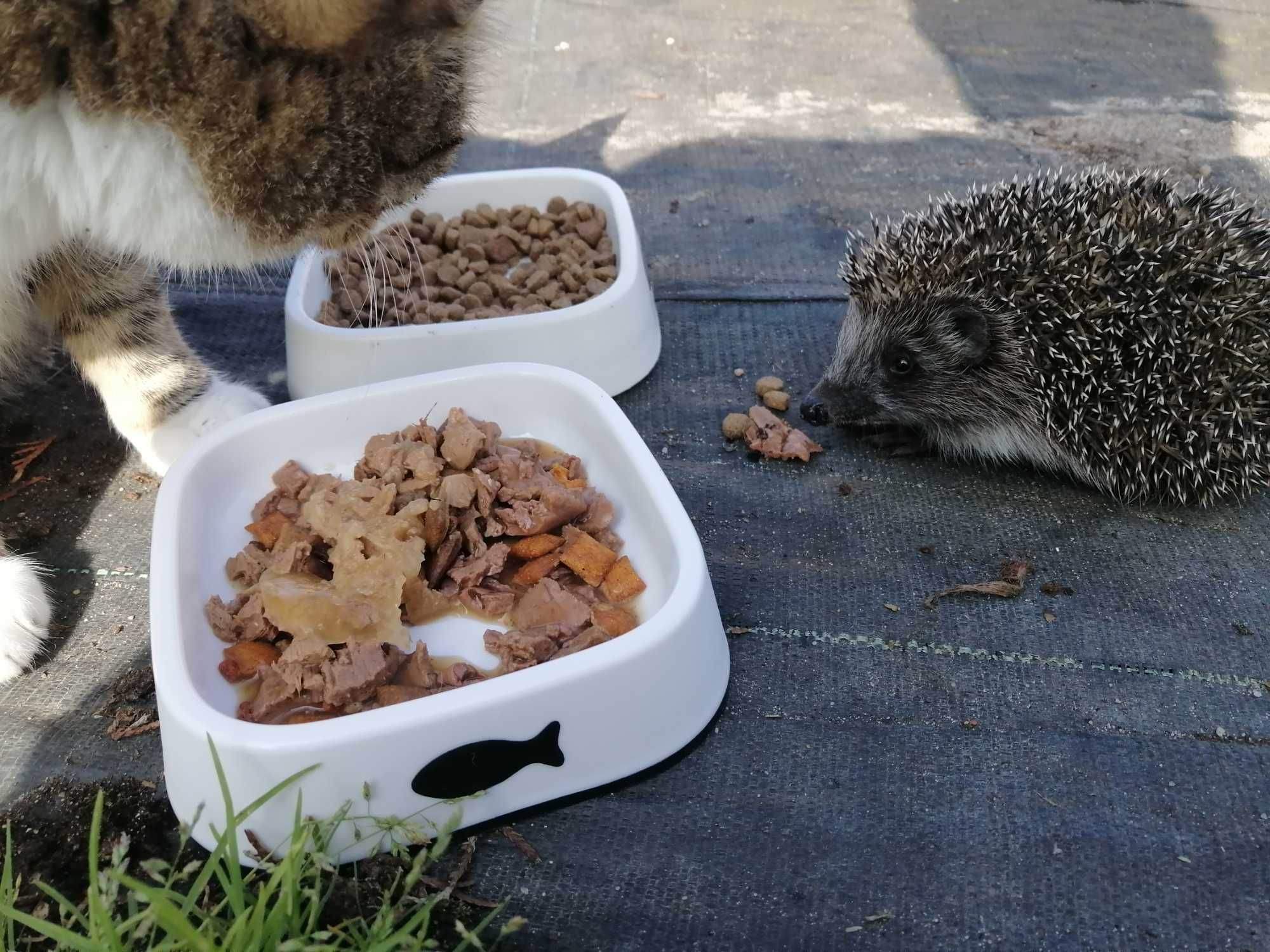 tuje tuja szmaragd ok. Piaseczna