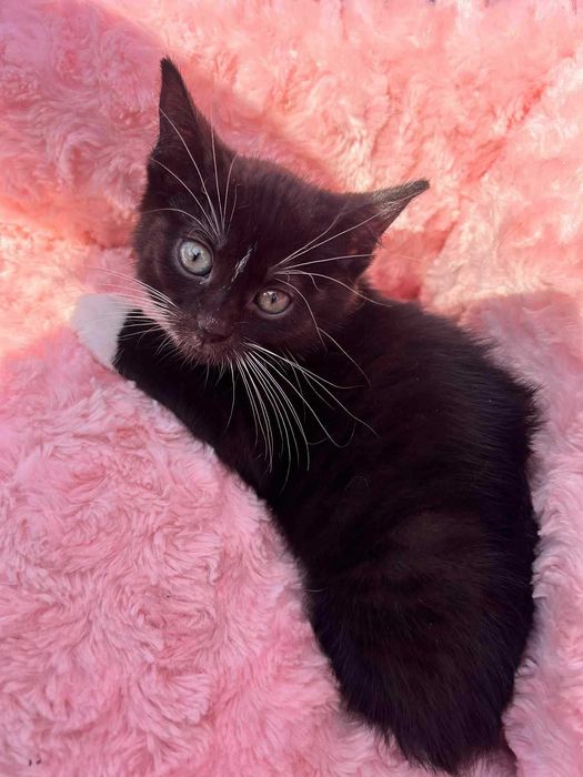Sylwina do adopcji.