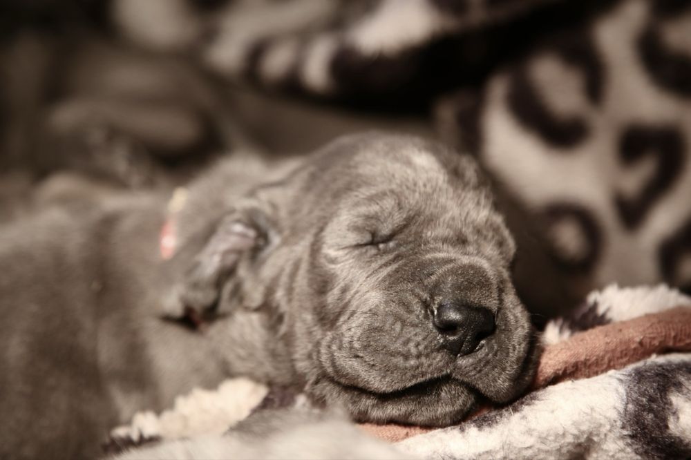 Piękne blekitne szczeniaczki rady Dog Niemiecki Rodowod FCI