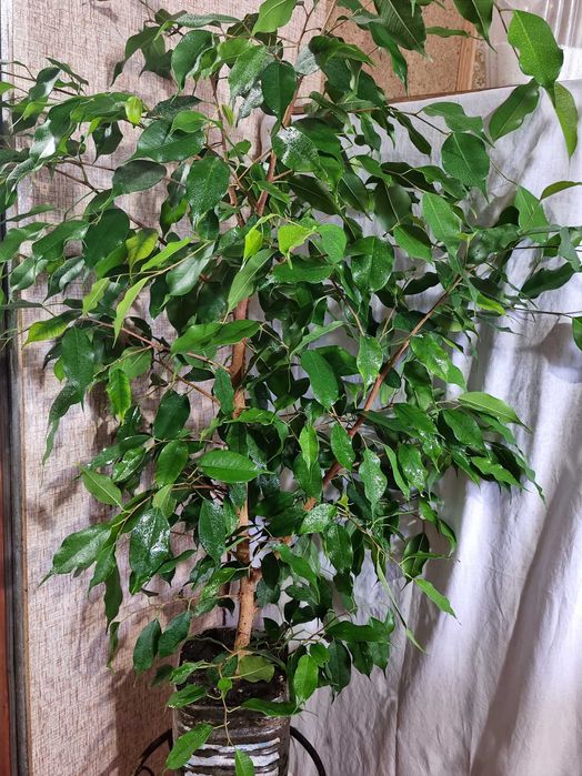 Фикус Бенджамина 1,2м