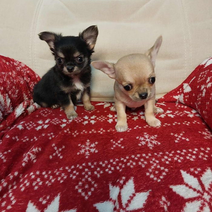 Śliczny chihuahua z rodowodem