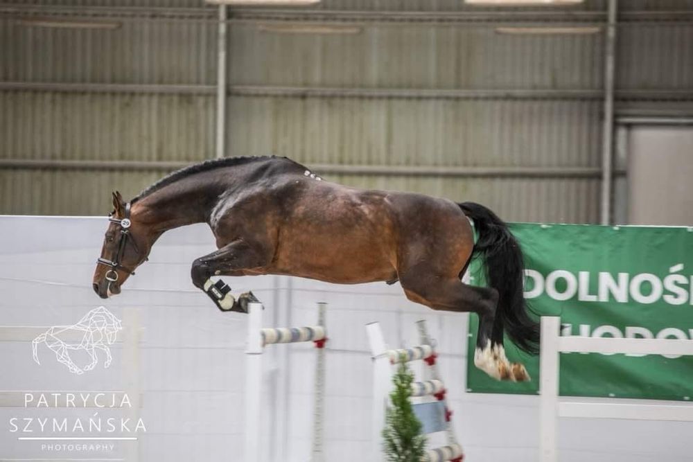 Klacz wielkopolska po Galapagosie 8 msc