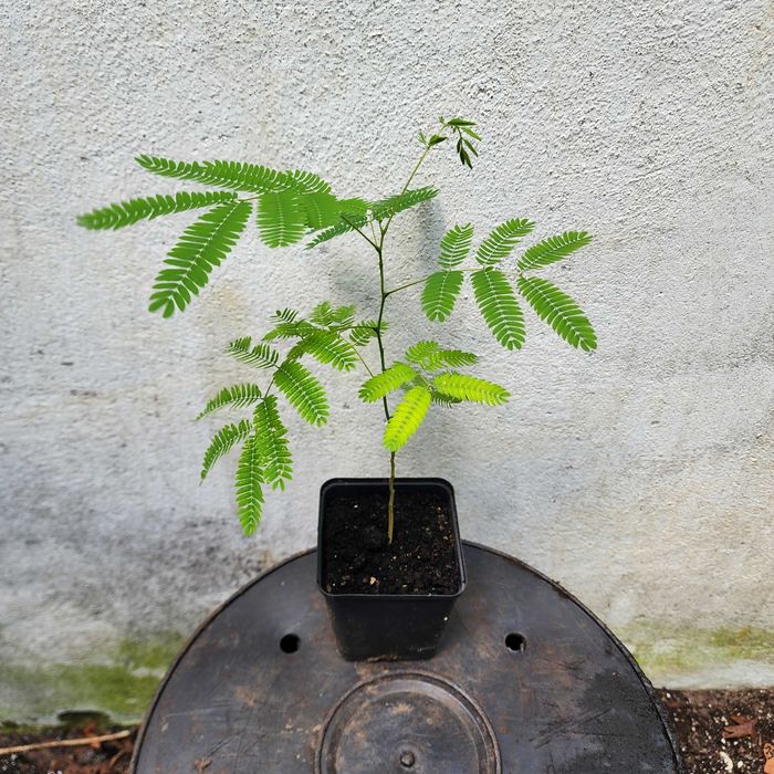4 SZT. Albizia – Jedwabne drzewko – Rośliny egzotyczne