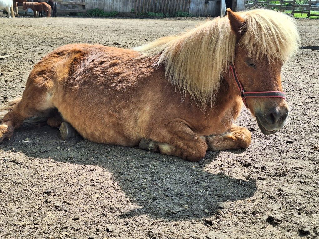 Kasztanka do adopcji