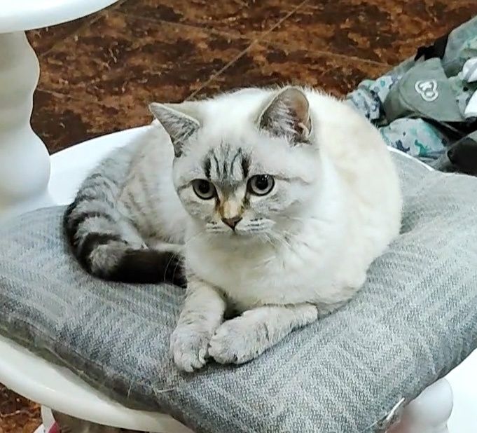 Мальчик шиншиллка поинт