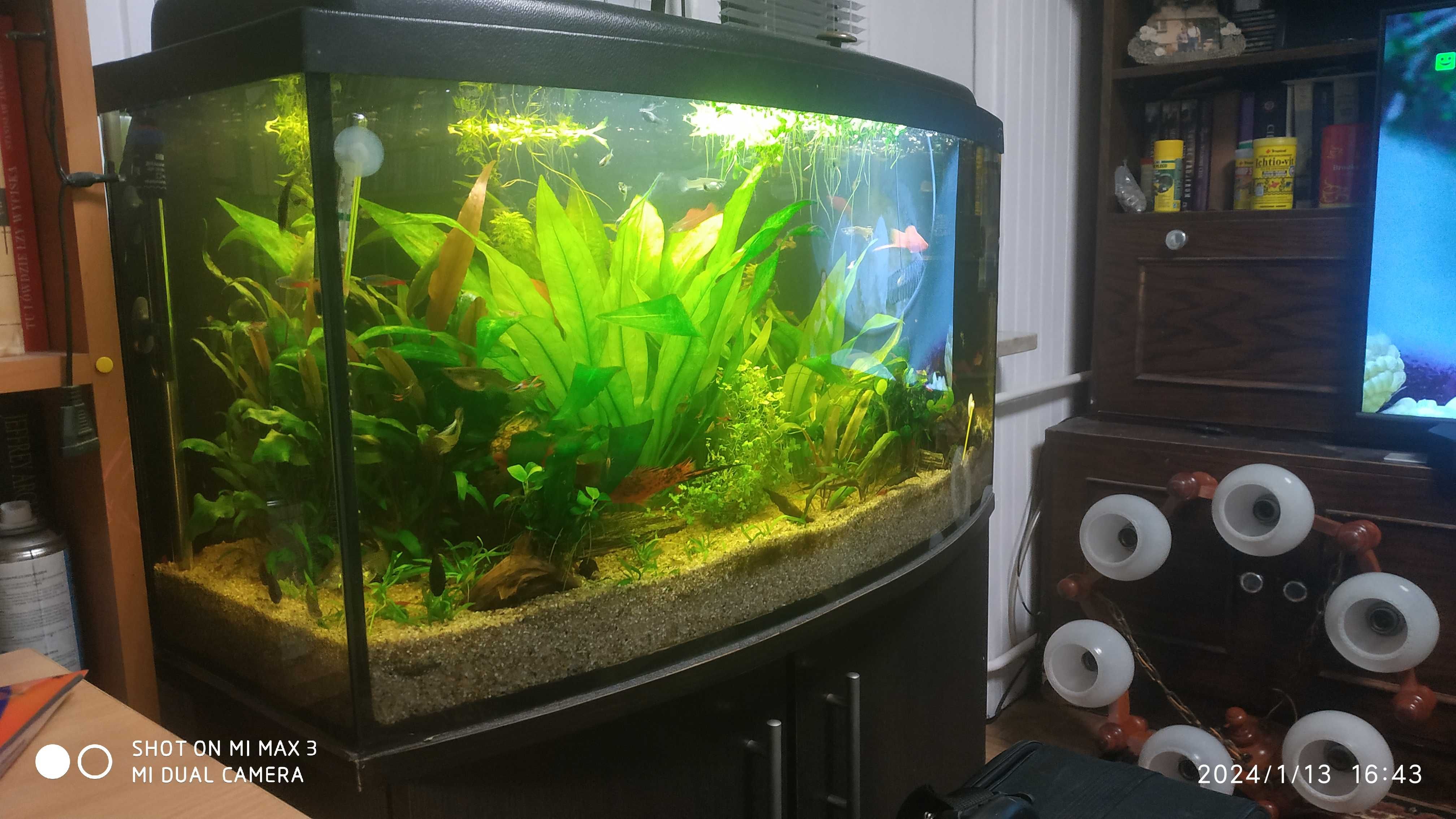 Sprzedam akwarium 120l z szafką i akcesoriami