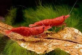 GB Krewetka Red Cherry (Neocaridina Var. Red) po sakurach od 3 zł/szt