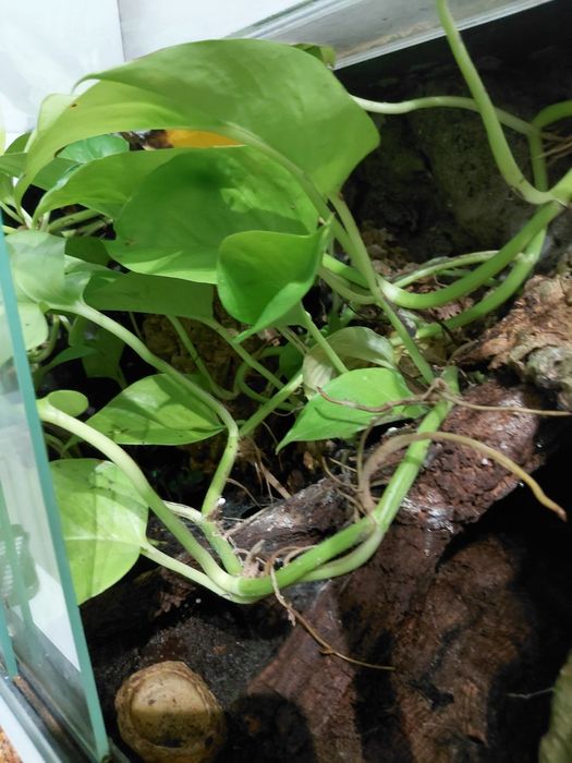 Terrarium dla gekona