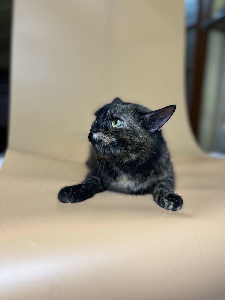 Киця, кошка, котики, кіт, кот, кішка, коти з притулку, київ/киев