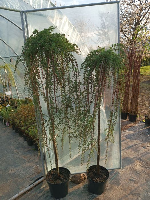 Catalpy klony wierzby, wiśnie japońskie