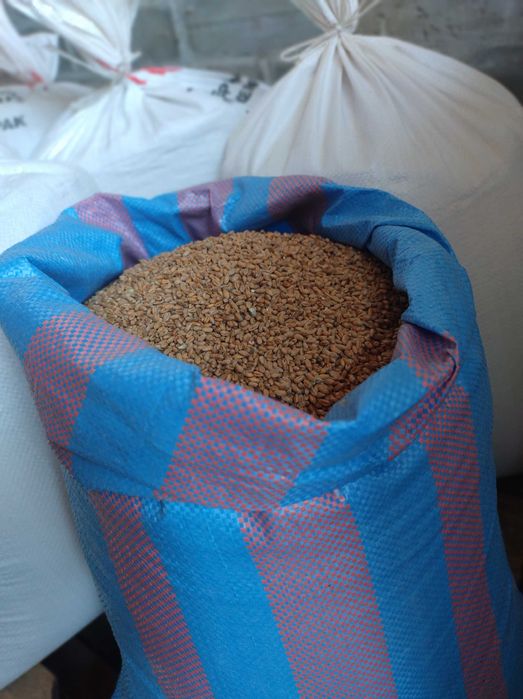 pszenica karma dla kur ,gołebi dla drobiu