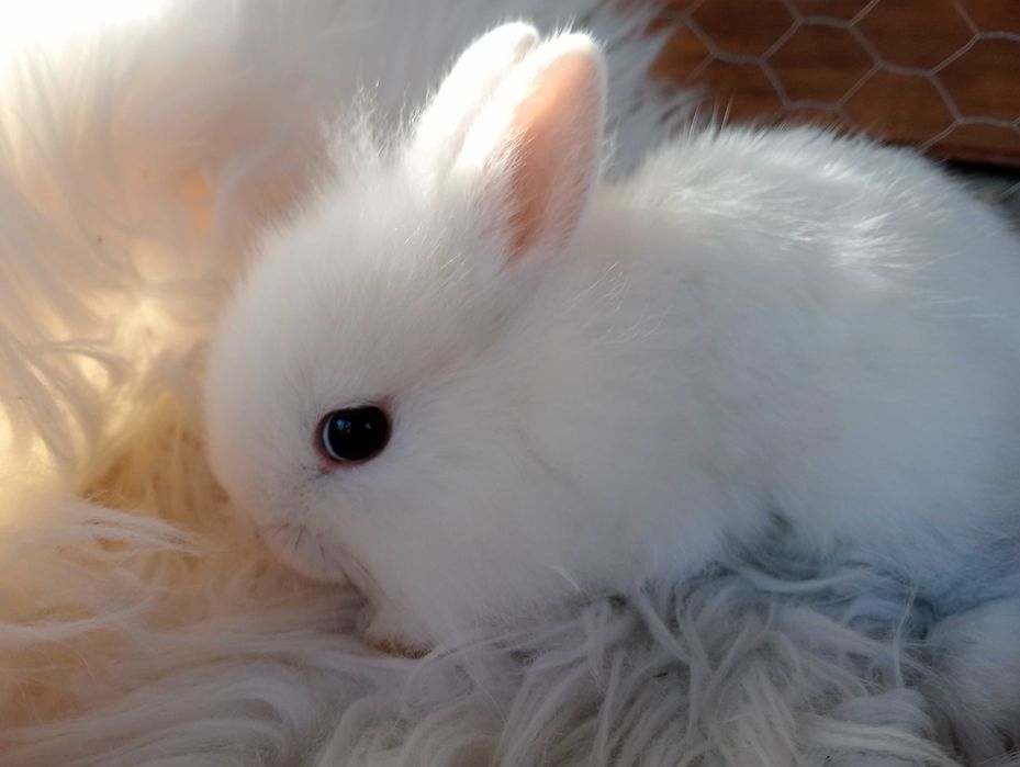 Królik króliczek miniaturka karzełek Hodowla zarejestrowana