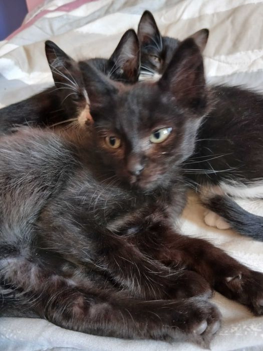 Gatinhos para adoção