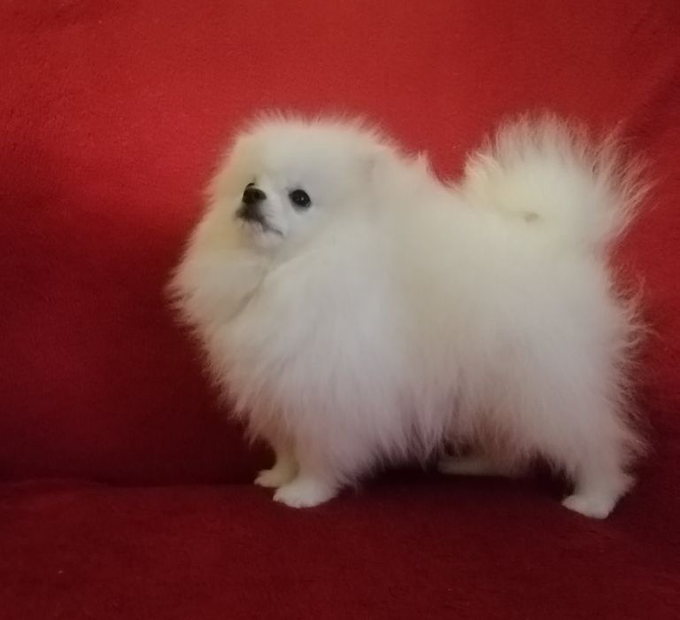 Розкішні міні шпіцулі