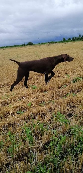 Курцхаар у добрі руки