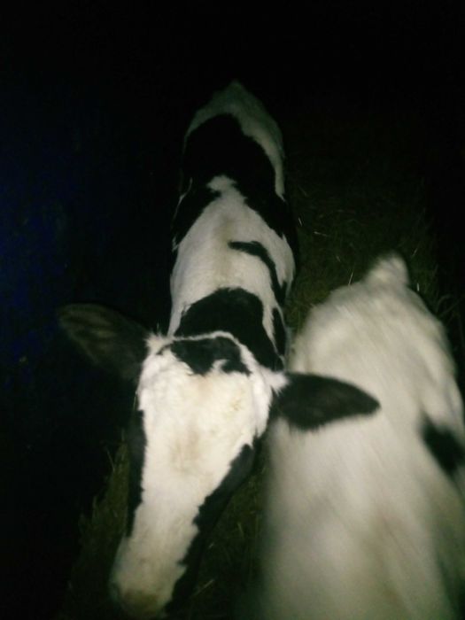 Cielak Jałówka  i Byczek