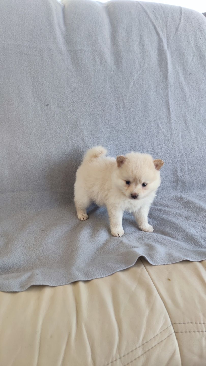 Spitz Alemão macho disponível