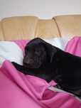 Dog niemiecki piesek