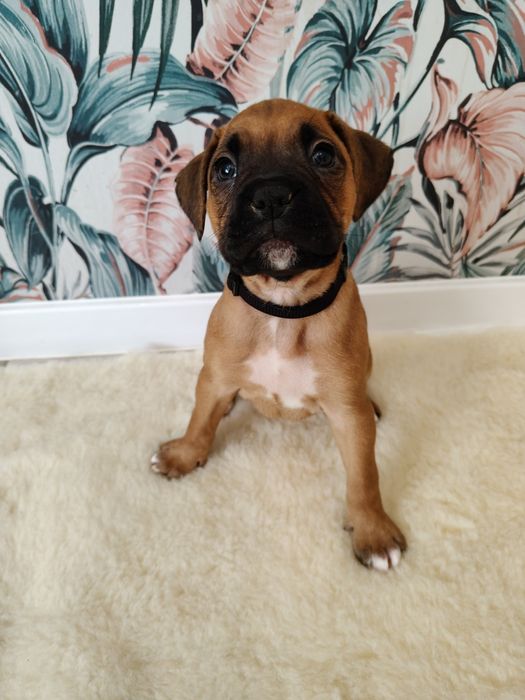 Bokser szczenię - suczka