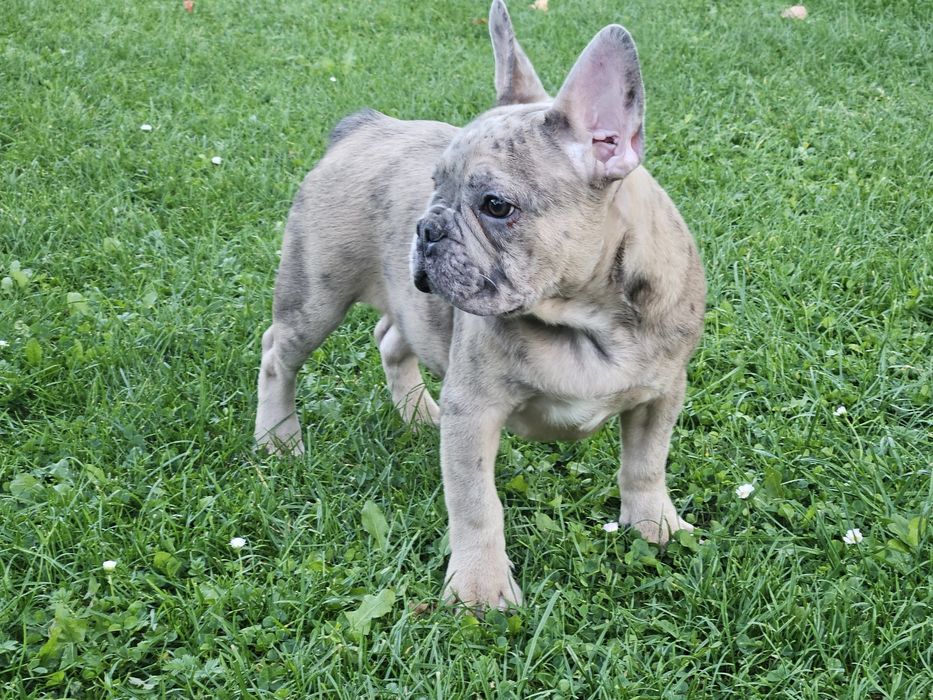 Buldog Francuski - piesek, merle