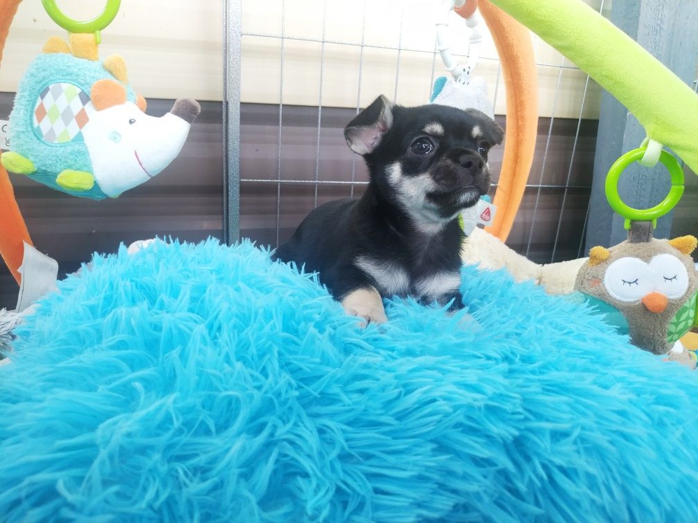Piesek Chihuahua krótkowłosy