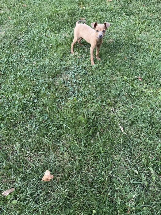 Продається дівчинка той- терєра