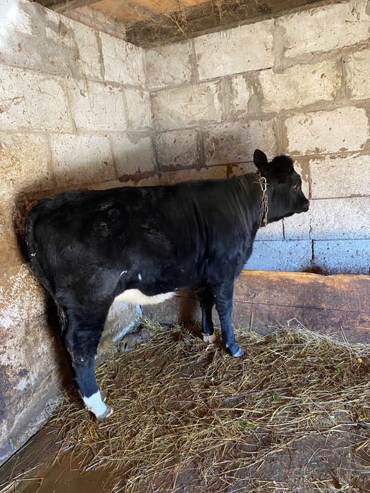 Продається молода теличка