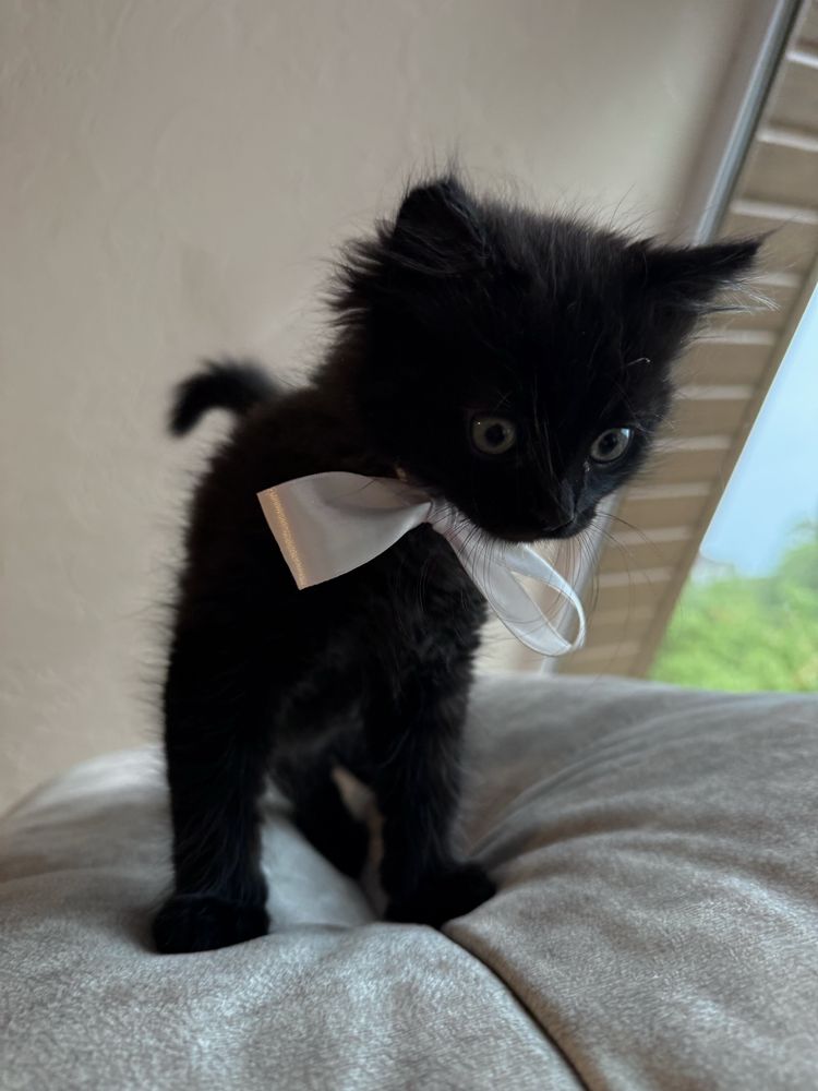 котик в хороші ручки