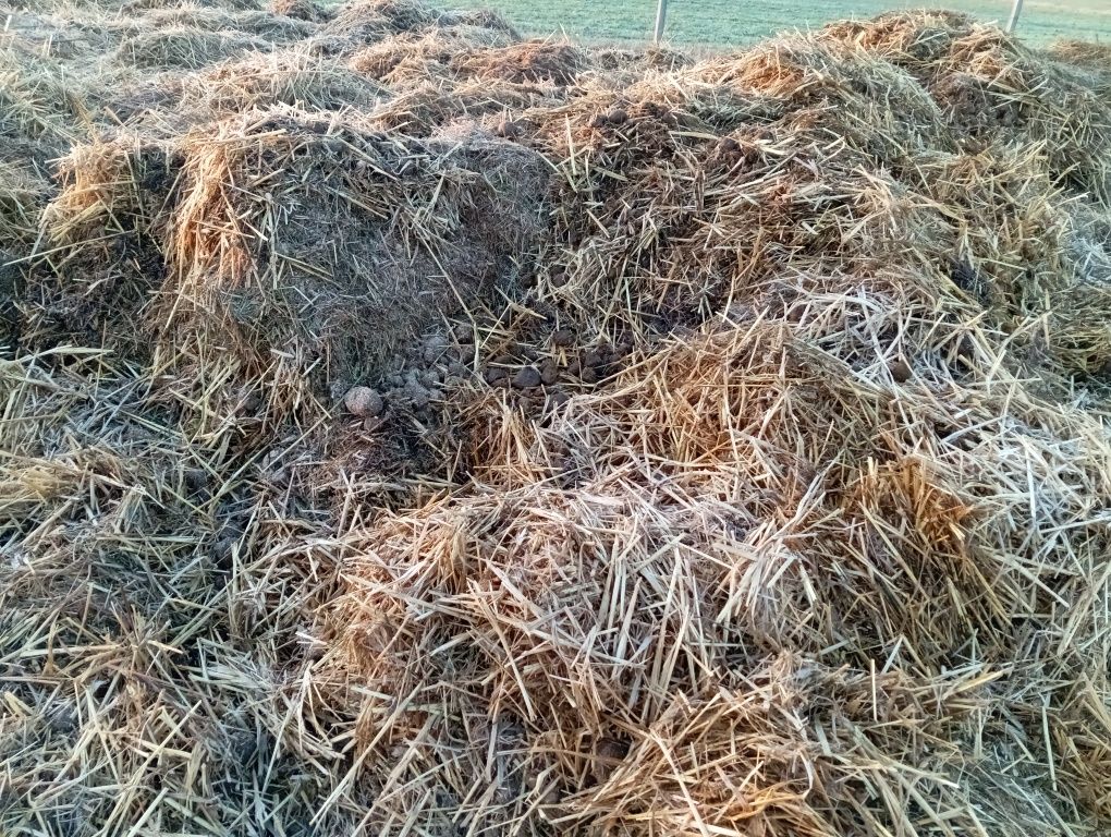Obornik koński sprzedam