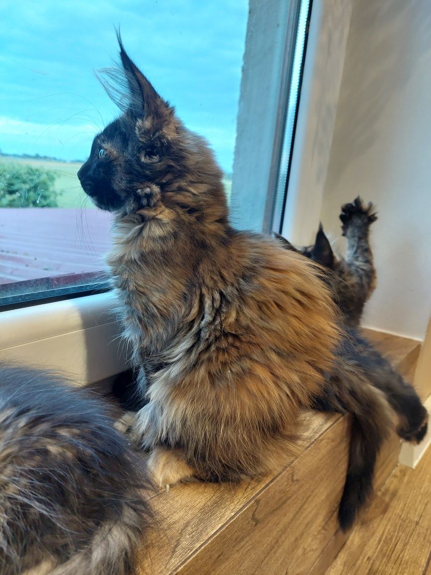 Gotowa do odbioru Kotka Maine Coon z rodowodem FPL
