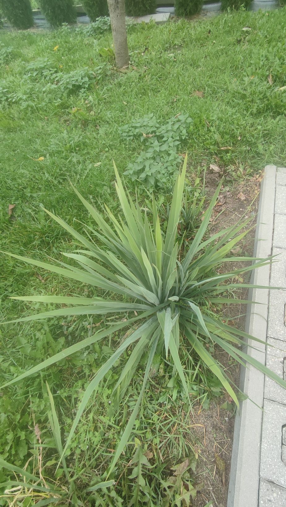 Juki ogrodowe   świeżo kopane