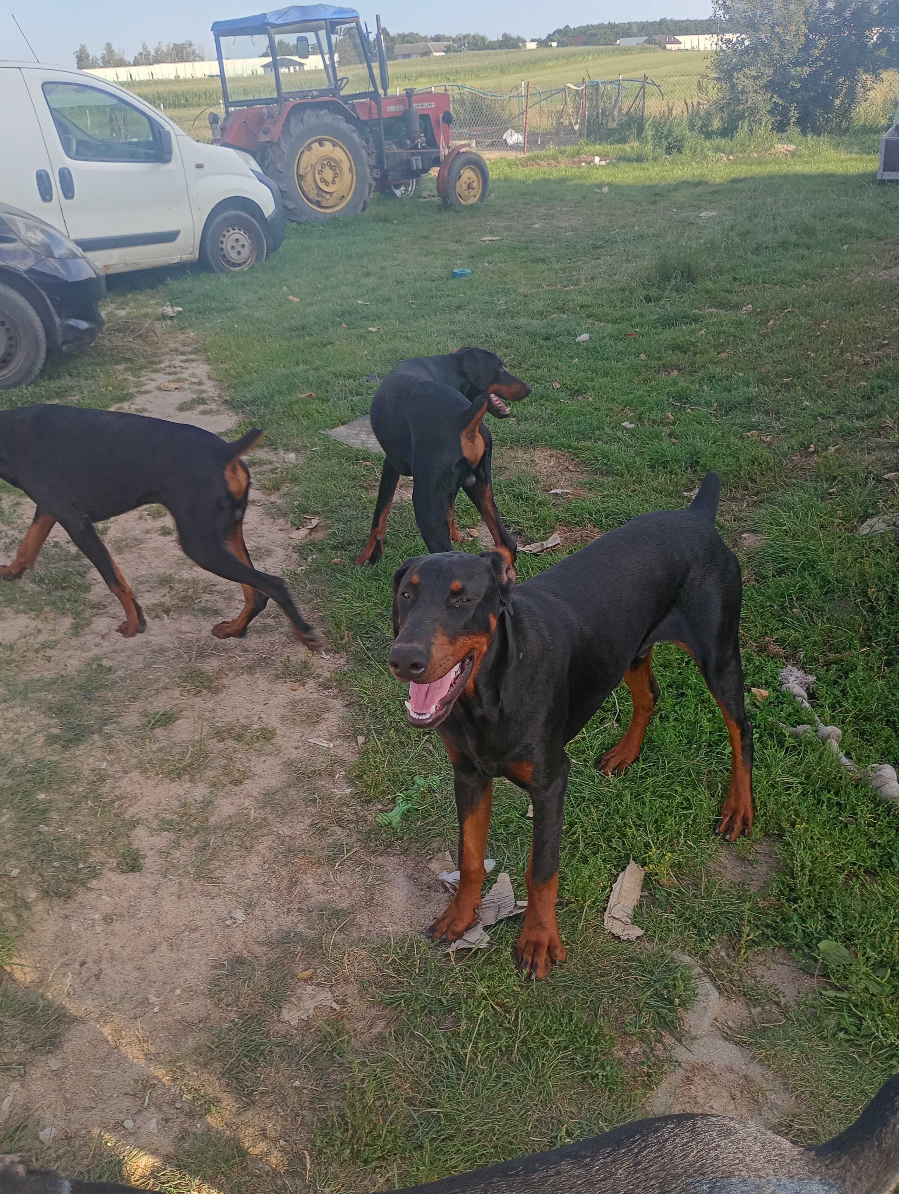 Dobermany do oddania
