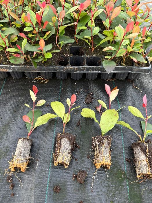 Głogownik Photinia Redrobin Multiplat 104szt