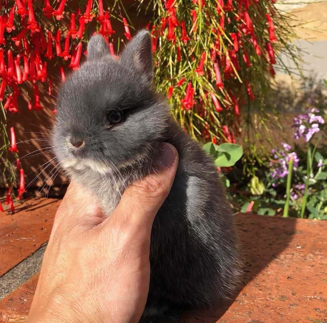 KIT Coelhos anões minitoy e mini holandês muito meigos