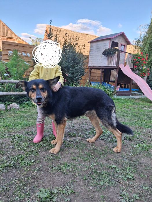 Piękna suczka, ostatnia z miotu do oddania