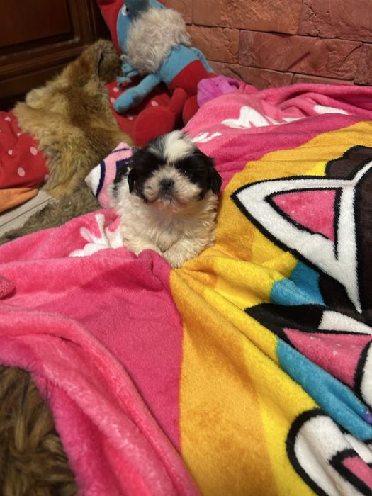 Suczka Shih Tzu z rodowodem mini