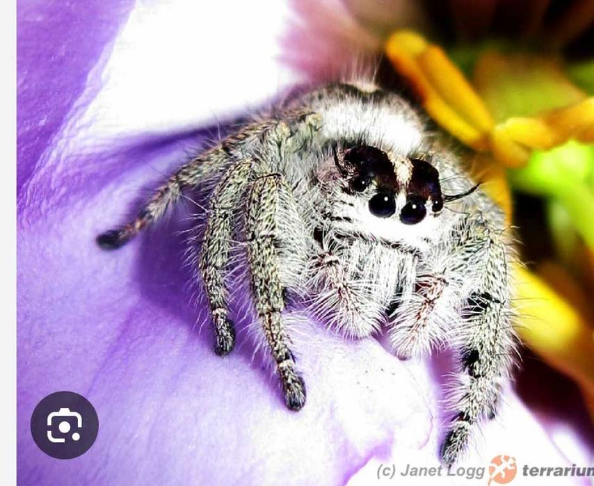 Skakun hyllus diardi