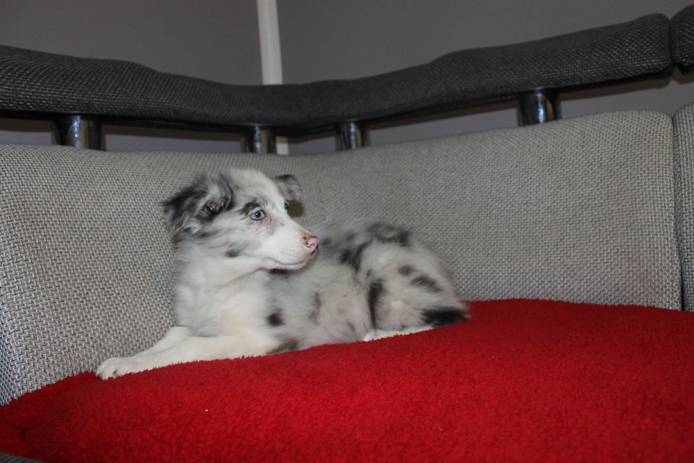 Border collie szczeniak