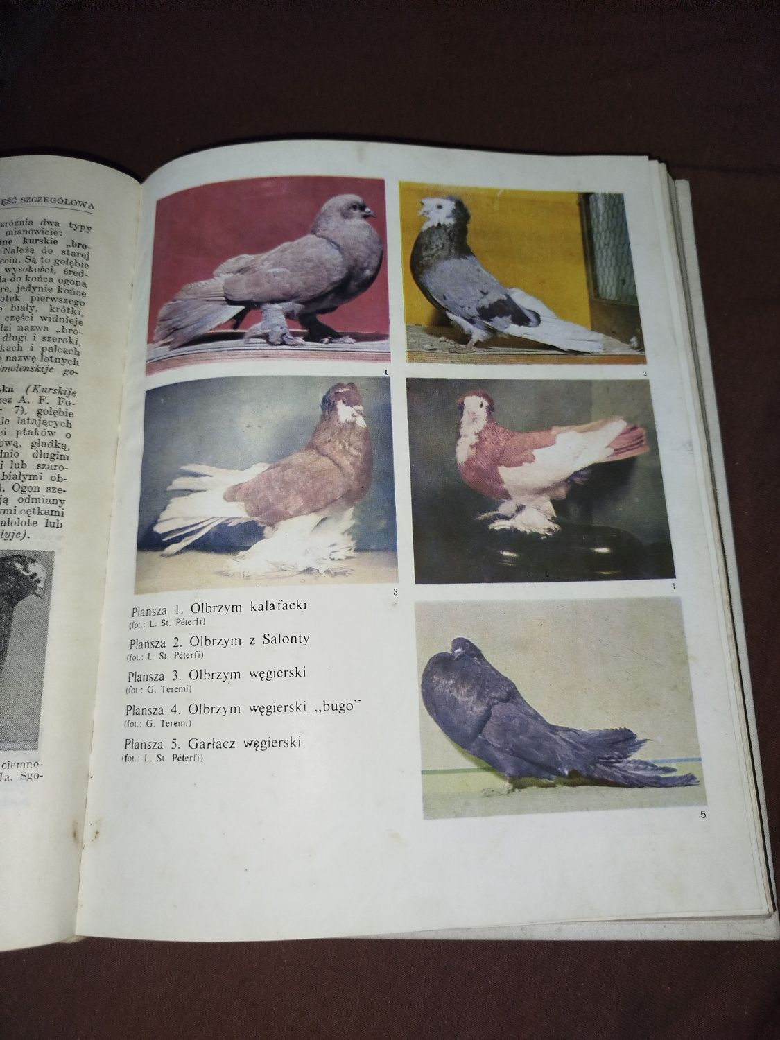 Książka hodowla Gołębi
