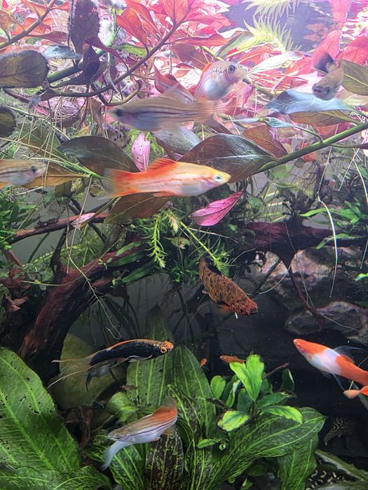 Mieczyki  młode zdrowe