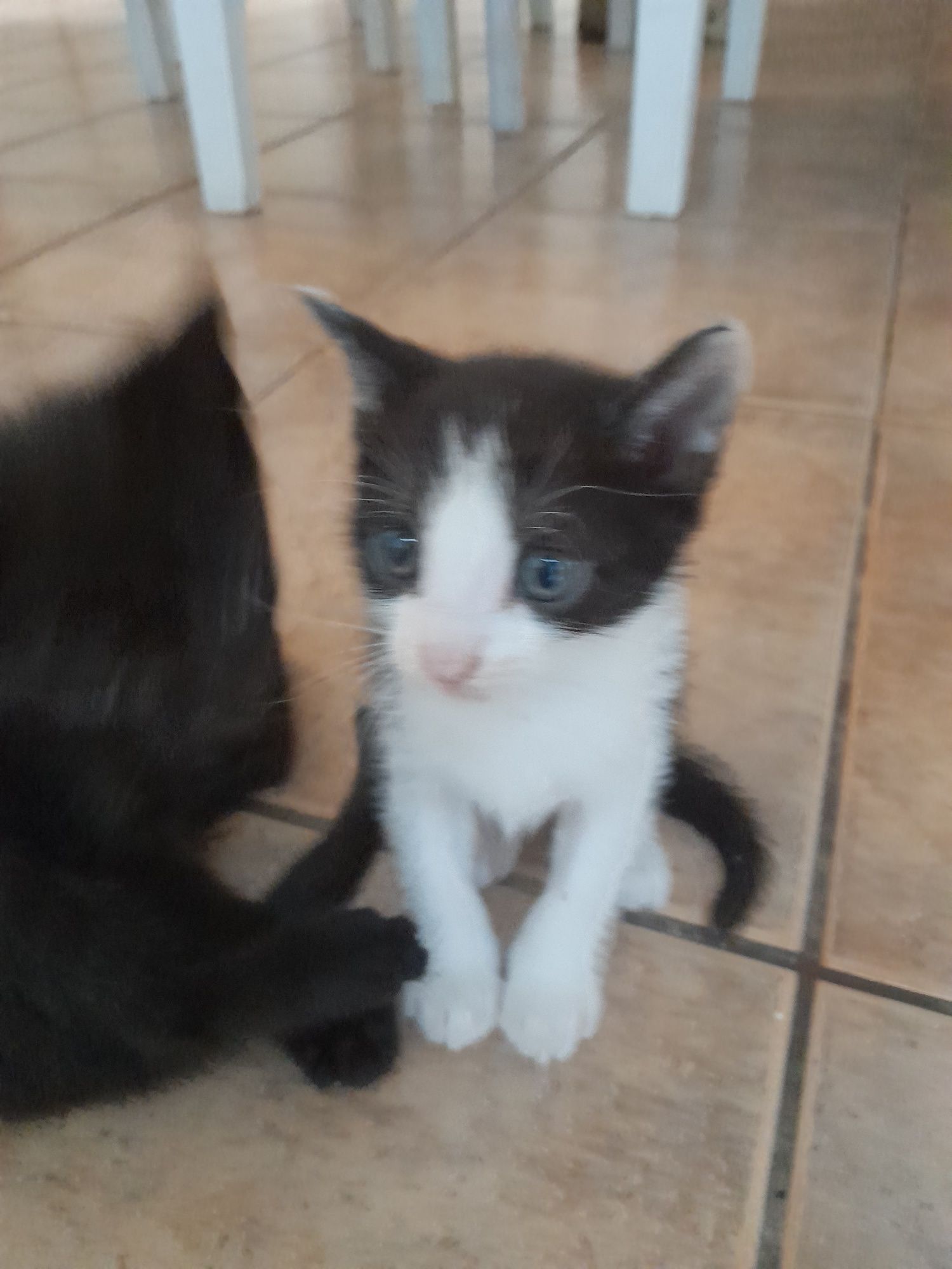 Gatinhos para adopção