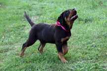 Szczeniak, suczka Rottweiler po Championach Polski / Rodowód ZKwP, FCI